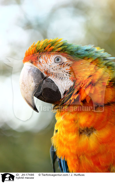 Hybrid Ara / hybrid macaw / JH-17486