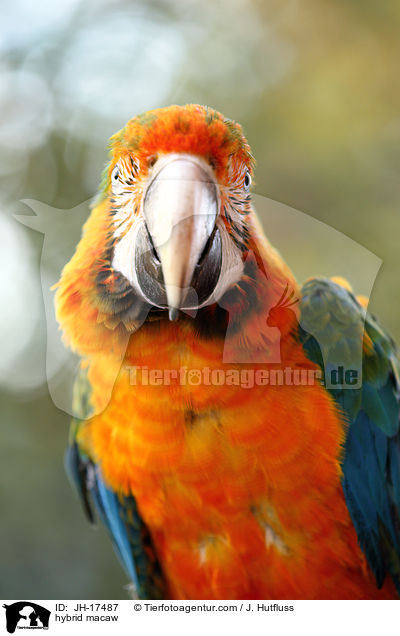 Hybrid Ara / hybrid macaw / JH-17487