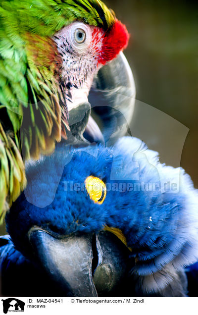 macaws / MAZ-04541