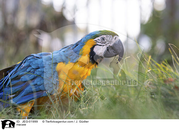 Ara / macaw / JEG-01999