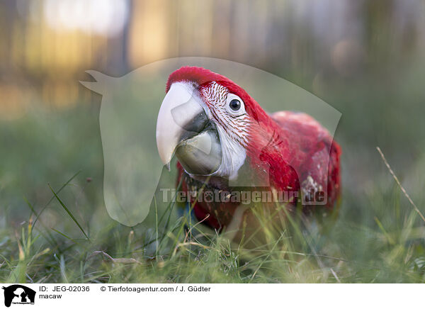 macaw / JEG-02036
