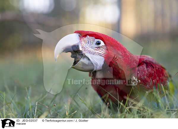 macaw / JEG-02037
