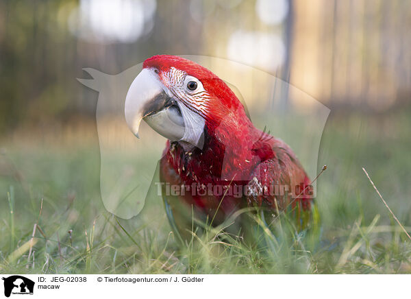 Ara / macaw / JEG-02038