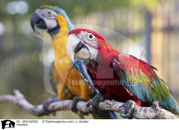 Aras / macaws / JEG-02039