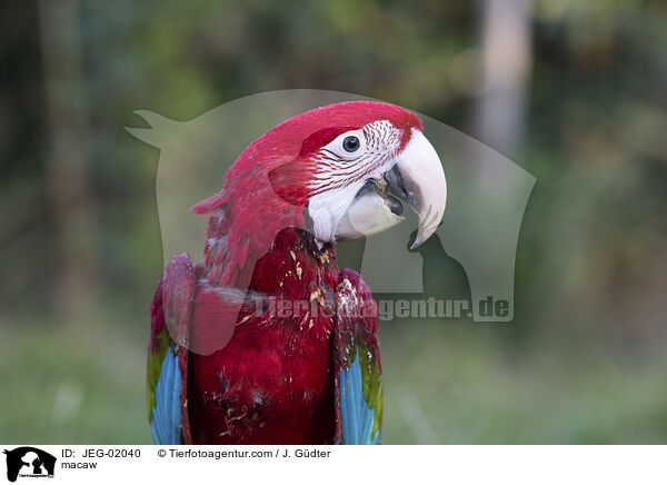 Ara / macaw / JEG-02040