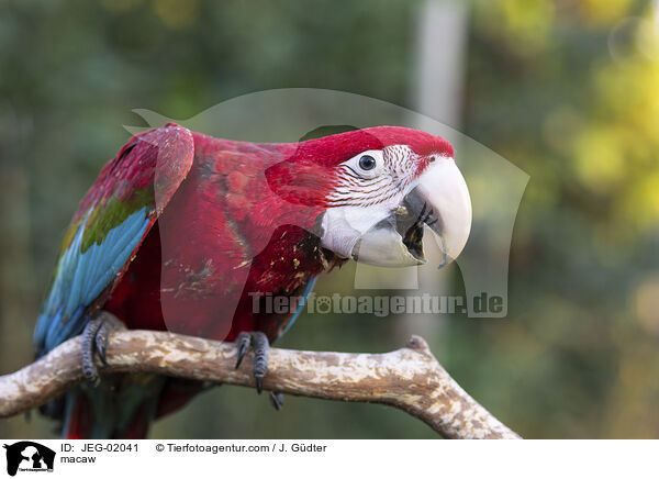 Ara / macaw / JEG-02041