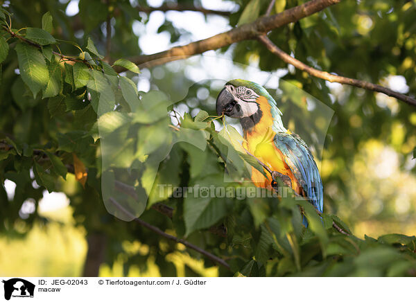 macaw / JEG-02043
