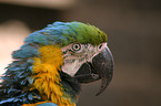 macaw portrait