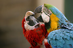 2 macaws