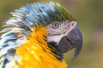 macaw