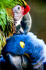 macaws