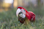 macaw