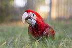 macaw