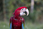 macaw