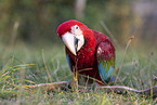 macaw