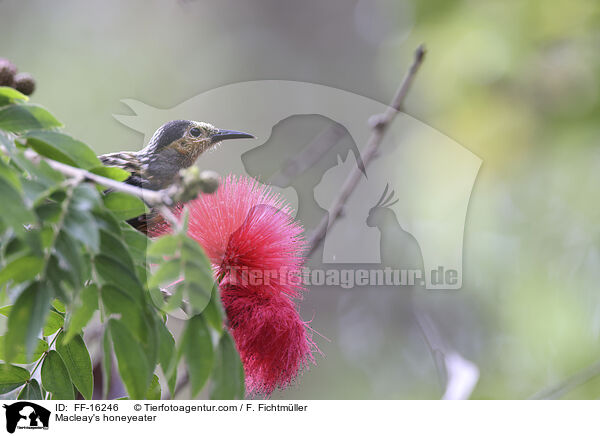 Kaphonigfresser / Macleay's honeyeater / FF-16246