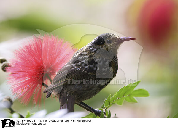 Kaphonigfresser / Macleay's honeyeater / FF-16252
