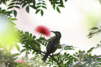 Macleay's honeyeater