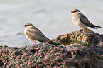 Madagascar pratincoles