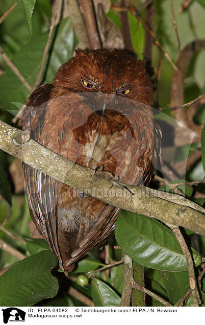 Madagascar scops owl / FLPA-04582