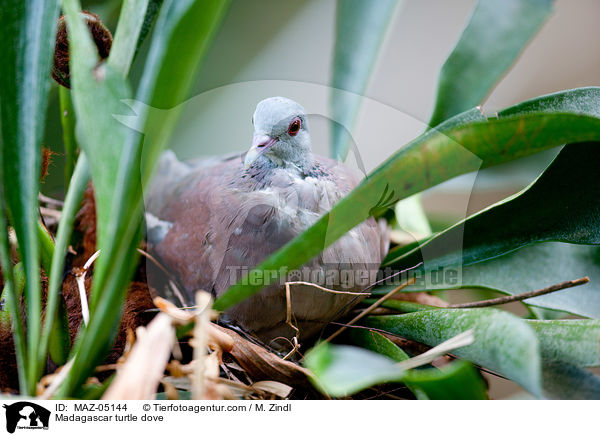 Madagascar turtle dove / MAZ-05144