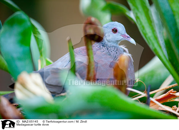 Madagascar turtle dove / MAZ-05145
