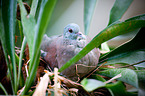 Madagascar turtle dove