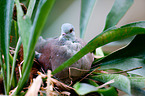 Madagascar turtle dove