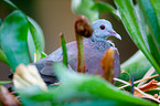 Madagascar turtle dove