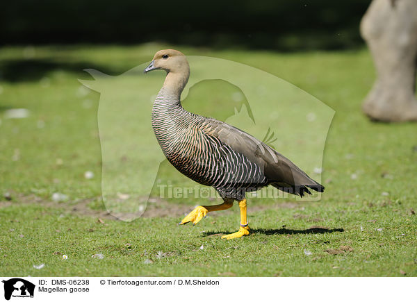 Magellan goose / DMS-06238