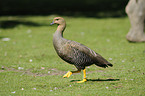 Magellan goose