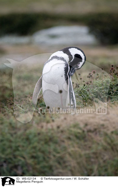 Magellan Pinguin / Magellanic Penguin / WS-02134