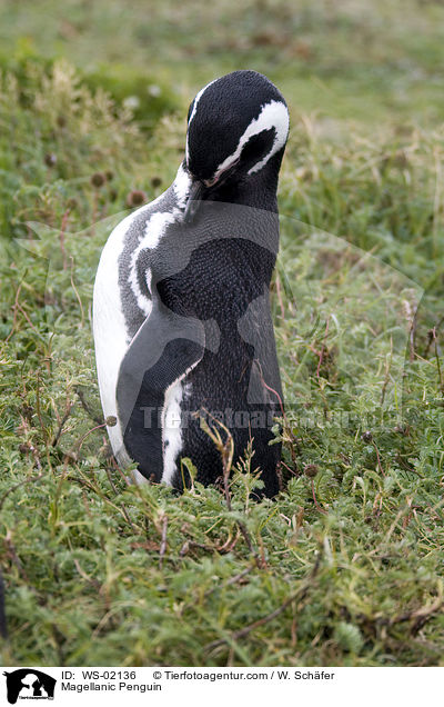 Magellan Pinguin / Magellanic Penguin / WS-02136