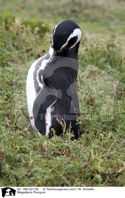 Magellanic Penguin / WS-02136