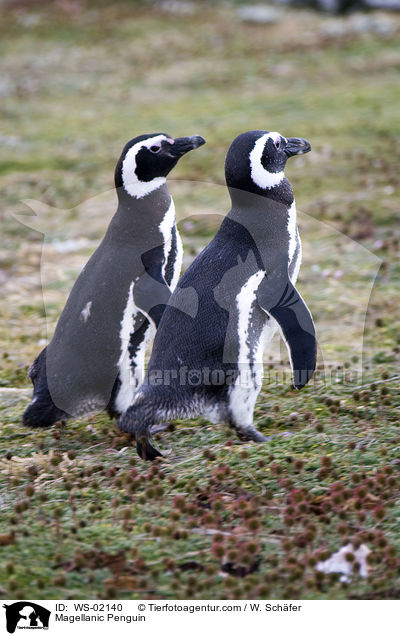 Magellan Pinguin / Magellanic Penguin / WS-02140