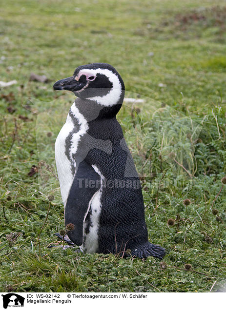 Magellan Pinguin / Magellanic Penguin / WS-02142
