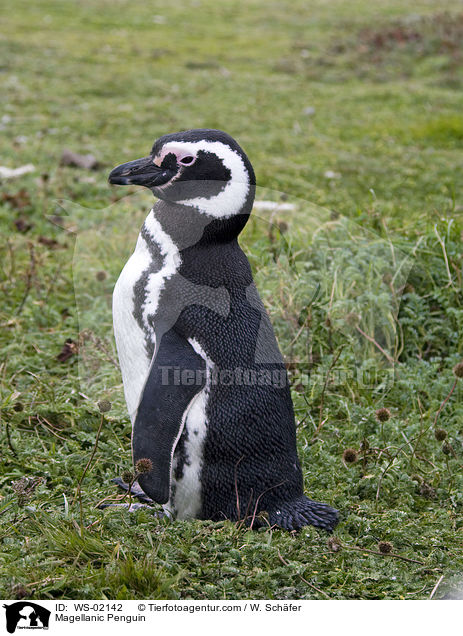 Magellanic Penguin / WS-02142