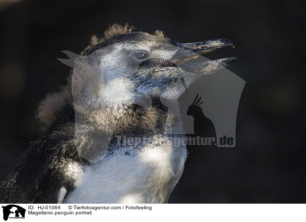 Magellanpinguin Portrait / Magellanic penguin portrait / HJ-01064