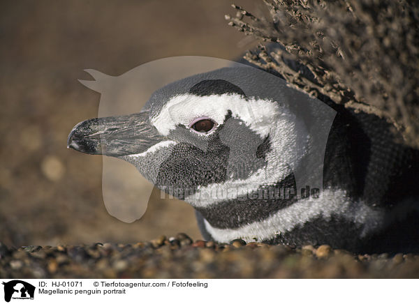 Magellanpinguin Portrait / Magellanic penguin portrait / HJ-01071