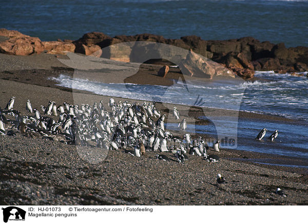 Magellanpinguine / Magellanic penguins / HJ-01073