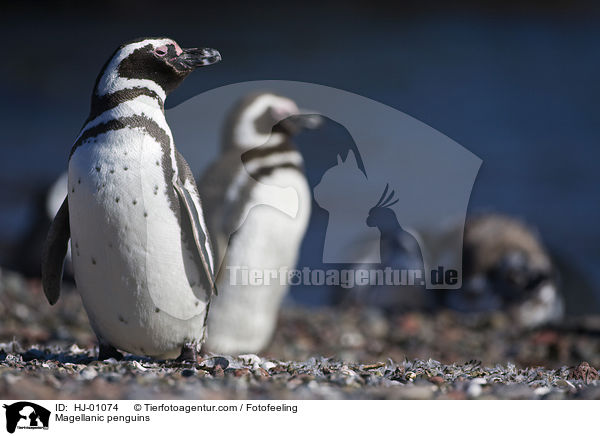 Magellanic penguins / HJ-01074