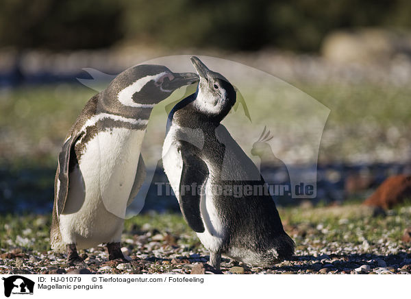 Magellanpinguine / Magellanic penguins / HJ-01079