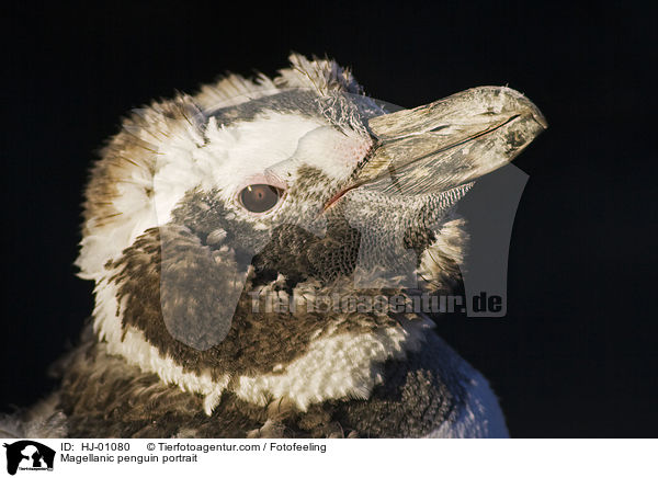 Magellanic penguin portrait / HJ-01080