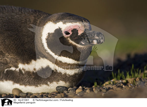 Magellanpinguin / Magellanic penguin / HJ-01081