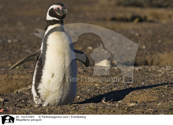 Magellanic penguin / HJ-01083