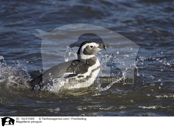 Magellanpinguin / Magellanic penguin / HJ-01085