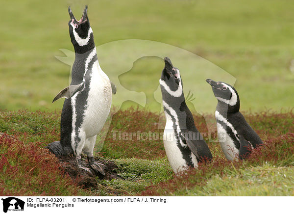 Magellanic Penguins / FLPA-03201
