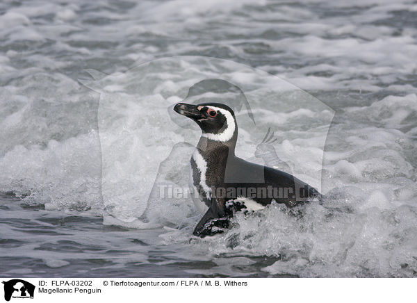 Magellanpinguin / Magellanic Penguin / FLPA-03202