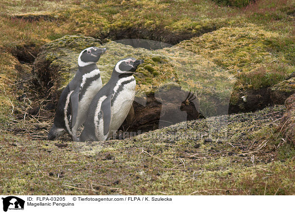 Magellanic Penguins / FLPA-03205