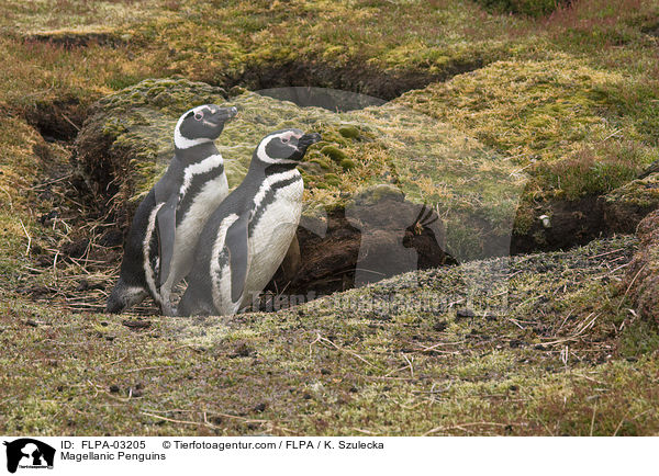 Magellanpinguine / Magellanic Penguins / FLPA-03205